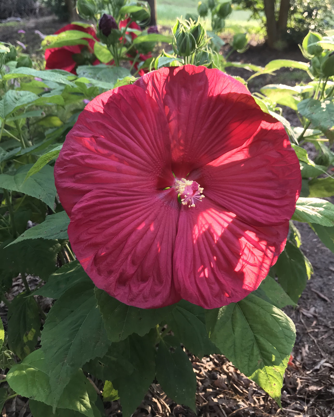Hibiscus